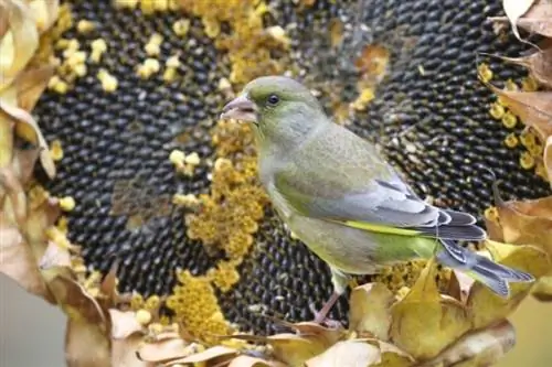 Greenfinch kwenye alizeti iliyofifia