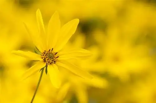 Luledielli shumëvjeçar (Helianthus decapetalus)