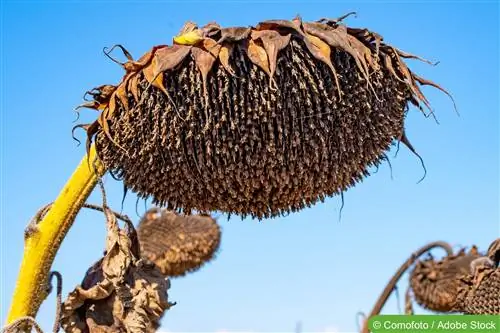 Should you cut off spent sunflowers?