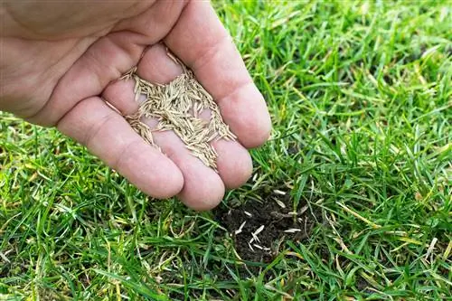 Het gazon opnieuw inzaaien zonder te verticuteren?