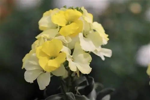 Planta laca dourada, Erysimum cheiri - cuidado e corte