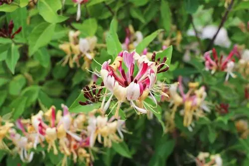 Honeysuckle, honeysuckle, lonicera - perawatan dan pemotongan