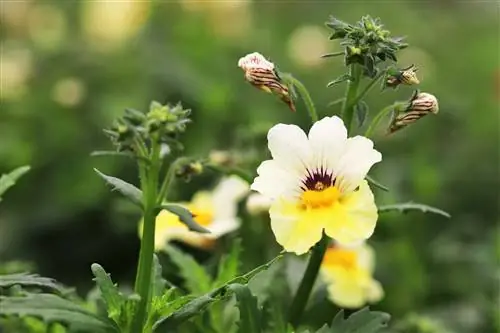 এলফ মিরর - নেমেসিয়া