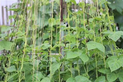 Khiav taum cultivation - sowing and care