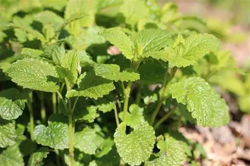 Lemon balm, Melissa officinalis - cultivation and care