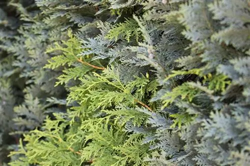 Thuja Hedge - Plantació, distància de plantació i cura