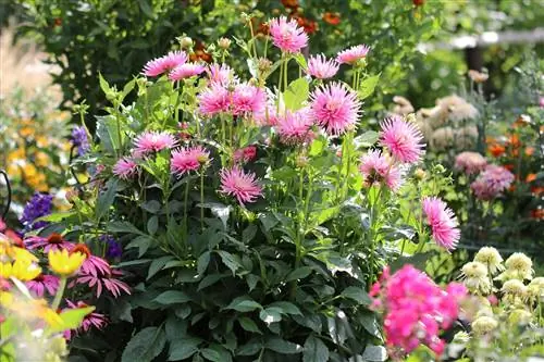 Populaire bloemen voor de tuin in de zomer en winter