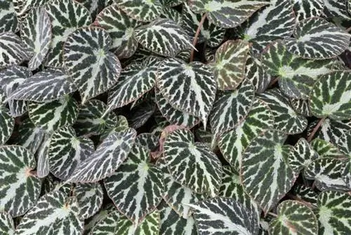 Begonia imperialis – begoonia