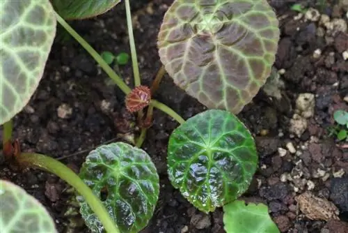 Begonia geogoensis - begónia