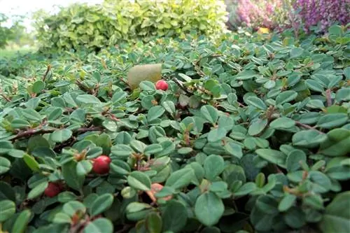 Cotoneaster, Cotoneaster - stell, skjæring og forplantning