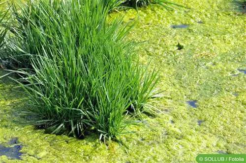 Bog 'hovuzidagi suv o'tlarini biologik nazorat qilish