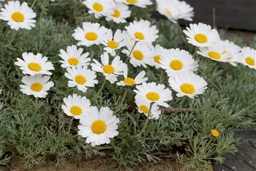 Marguerite - profiel en verzorging van madeliefjes