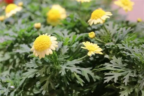 Margarida arbustiva - Aargyranthemun frutescens - Amarelo Duplo