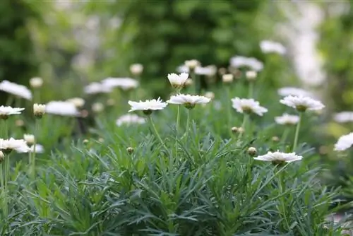 Shrub marguerite - utunzaji kama mmea wa kontena