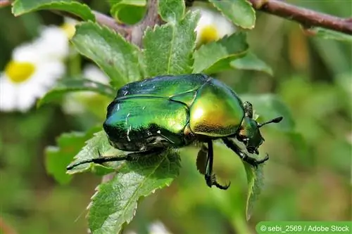 Rose beetles - combat rose pests