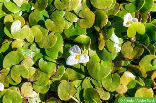 Frøbid - pleje af den flydende plante