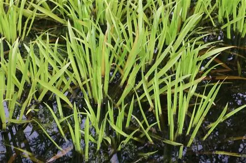 Crab claws - plants in the garden pond