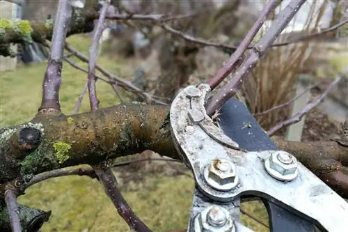 Vodič za obrezivanje drveća - Periodi, uobičajene greške & Savjeti