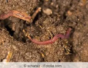 Asegúrese de crear buenas condiciones para las lombrices de tierra.