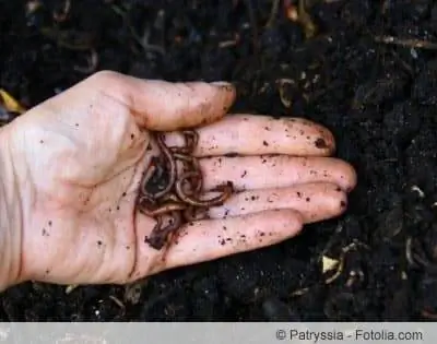 O húmus de minhoca é um fertilizante ecológico - ideal para a horta orgânica