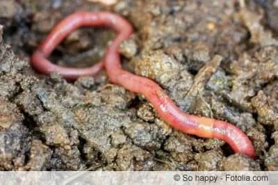 Maak jou eie wurmgietsels - maak wurmgietsels