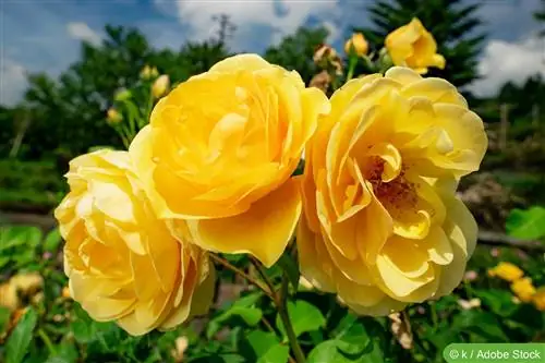 Yellow roses – kahulugan at magagandang uri