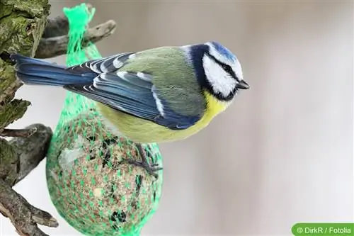 Blue tit - profile, lifestyle and nesting box tips