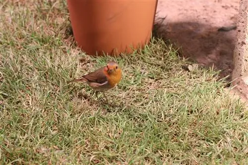 Robin - profile at mga tip para sa nesting box