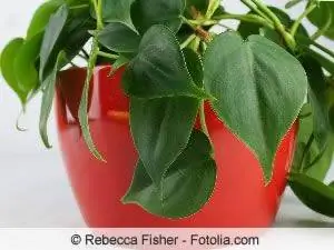 Модны найз Philodendron erubescens - арчилгааны заавар