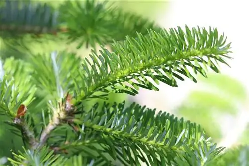 Fir fertilizer - Tips for fertilizing fir and spruce trees