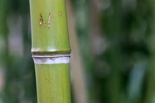 Umbrella bamboo - Fargesia murielae