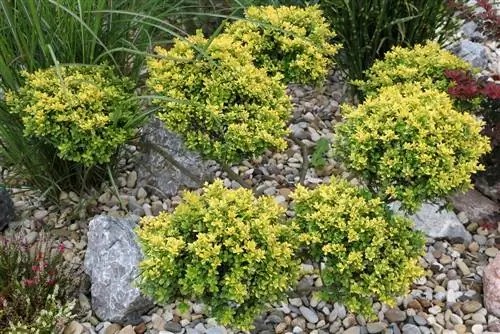 Ilex-sorter - vård, styckning och sjukdomar