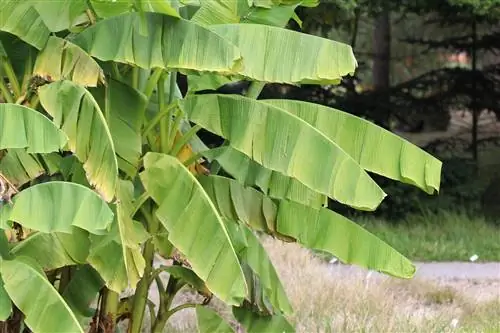 Banan Bitkisinə Qulluq & Banan Tree