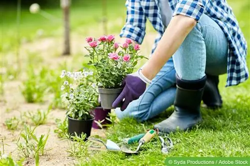 Rozen planten - instructies voor planten en verplanten