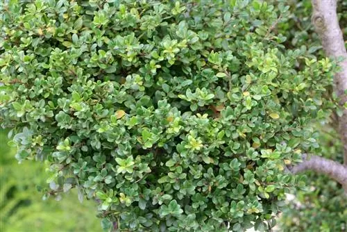 Ilex crenata “Koyu Yeşil” - bakım talimatları