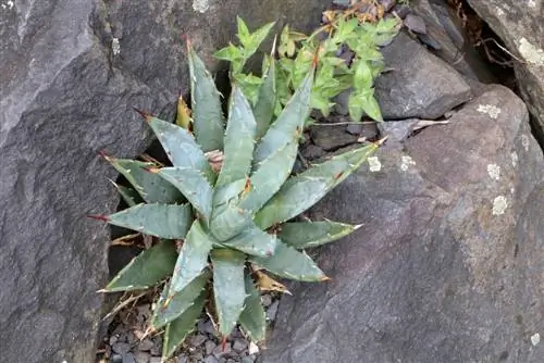 Agave parryí