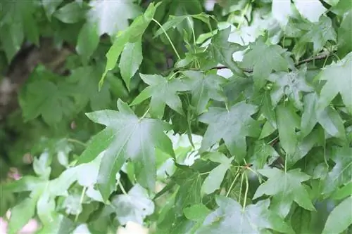 Sweetgum, Liquidambar styraciflua - Nroj tsuag & Care