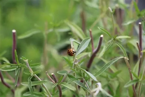 Velsmagende bille