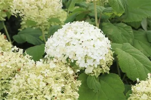 Hortensia bola de nieve: cuidado y corte de la hortensia bola de nieve