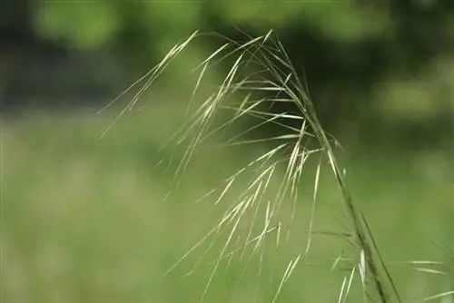 Ковыль гигантский - Stipa gigantea.