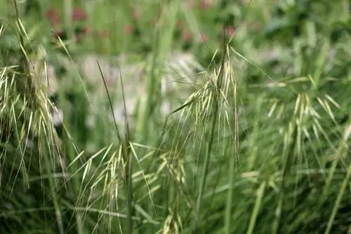 Қауырсын шөп, Stipa tenuissima - күту және кесу