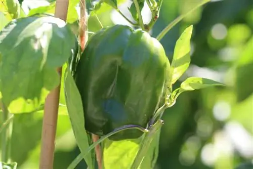 Paprika's overwinteren, paprikaplanten overwinteren