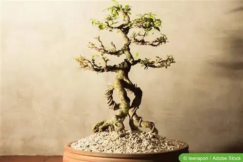 Bonsai ya msimu wa baridi - utunzaji wakati wa msimu wa baridi