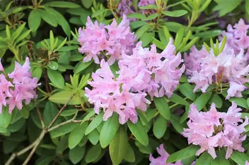 ปุ๋ย Rhododendron - ผลิตภัณฑ์และองค์ประกอบ