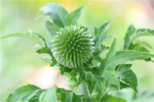 Bodliak sladký - podstielka pre mužov - Eryngium