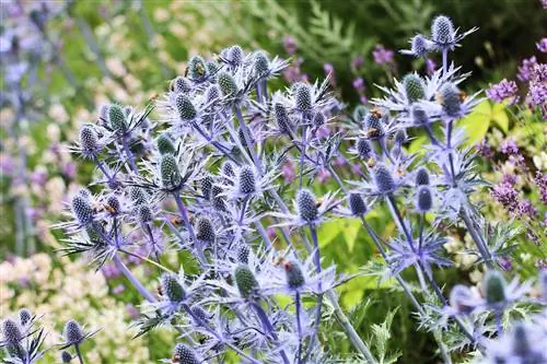 Sweet Thistle – Vyriškas kraikas – Eryngium