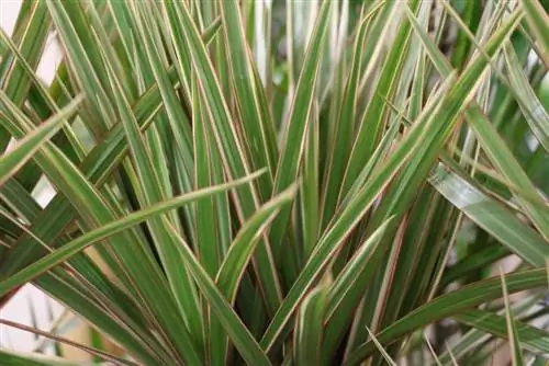 Dracaena marginata - hoito, leikkaaminen ja lisääminen