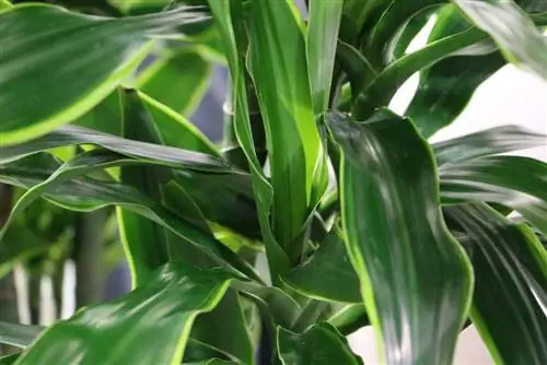 Dracaena massangeana - айдаһар ағашына күтім жасау