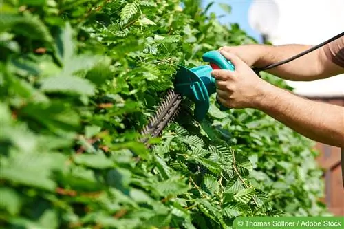 Instructies voor het snoeien van heggen in de lente en herfst