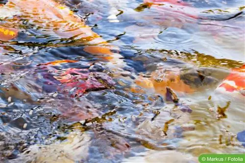 Jagalah agar air di kolam taman Anda tetap jernih - bukan hijau dan keruh